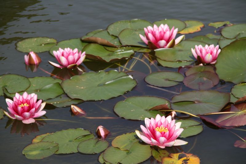 Water lilies at CRF